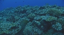 MURENE, CORAIL