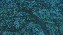 MURENE, CORAIL