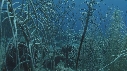 CORAIL EPONGE