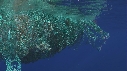 POISSONS, FILET