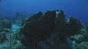 CORAUX EPONGE