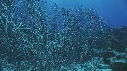 CORAUX EPONGE