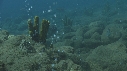 CORAIL, BULLES, POISSONS
