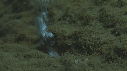 CORAIL, BULLES