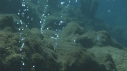 CORAIL, BULLES