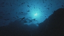 REQUIN BALEINE, POISSONS