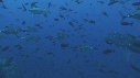 REQUIN BALEINE, CARANGUE