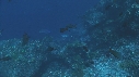 CARANGUES, REQUIN POINTE BLANCHE
