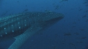 REQUIN BALEINE, CARANGUE