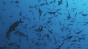 BANC DE POISSONS