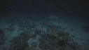 REQUINS POINTE BLANCHE, TORTUE