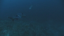 REQUINS POINTE BLANCHE, CARANGUE ARC EN CIEL