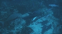 REQUINS POINTE BLANCHE, CARANGUE ARC EN CIEL