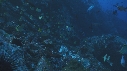 POISSONS, POISSON PAPILLON