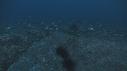 POISSONS CHIRURGIENS, REQUIN POINTE BLANCHE