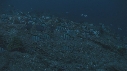POISSONS CHIRURGIENS