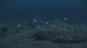 POISSONS CHIRURGIENS