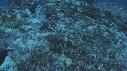 LIGNE DE PECHE, REQUIN