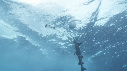 REQUIN, PENDU