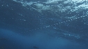 REQUIN, PENDU