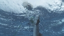 REQUIN, PENDU