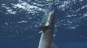 REQUIN, PENDU