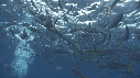 TRONC D ARBRE, POISSONS, PLONGEUR