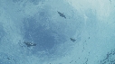 FOUS, POISSONS BLEUS