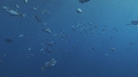 POISSONS BLEUS