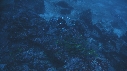 PLONGEUR, POISSONS