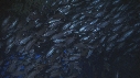 PLONGEUR, POISSONS