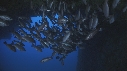 POISSONS