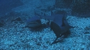 REQUINS POINTE NOIRE