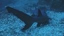 REQUINS POINTE NOIRE