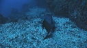 REQUINS POINTE NOIRE
