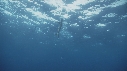 REQUIN, PENDU