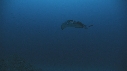 RAIE MARBREE, ETOILE DE MER