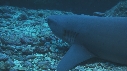 REQUINS POINTE BLANCHE, LUTJANS