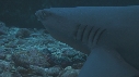 REQUINS POINTE BLANCHE