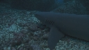 REQUINS POINTE BLANCHE