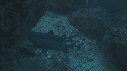 REQUINS POINTE BLANCHE, POISSON ROUGE