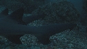REQUINS POINTE BLANCHE