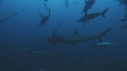 REQUIN MARTEAU