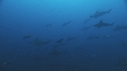 REQUIN MARTEAU