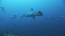 REQUIN MARTEAU