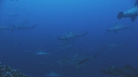 REQUIN MARTEAU
