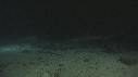 REQUINS POINTE BLANCHE, CARANGUE