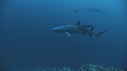 REQUINS POINTE BLANCHE, CARANGUE