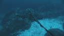 RAIE, REQUIN MARTEAU