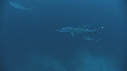 REQUINS POINTE BLANCHE, CARANGUE